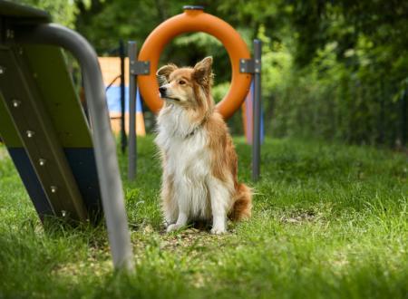 Dog Agility Area
