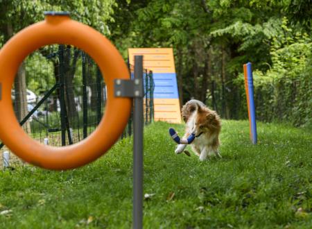 Dog Agility Area