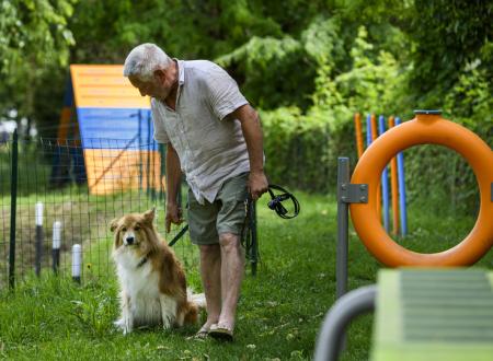 Dog Agility Area