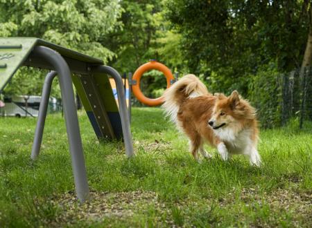 Dog Agility Area